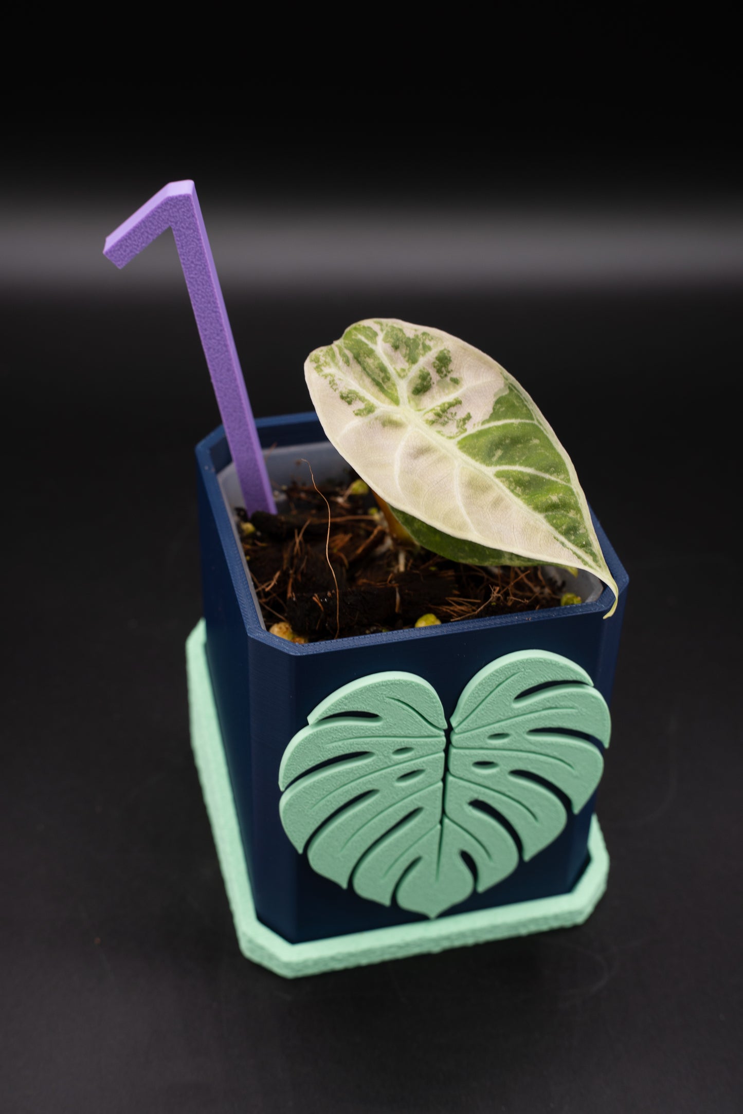 Alocasia Watsoniana Pink Variegata #1