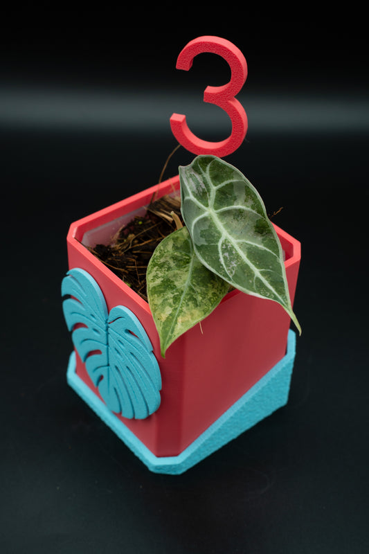 Alocasia Watsoniana Pink Variegata #3