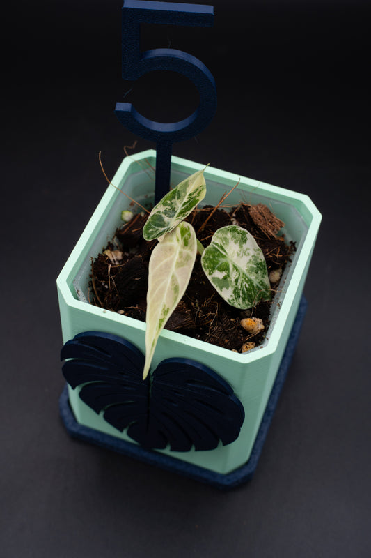Alocasia Watsoniana Pink Variegata #5