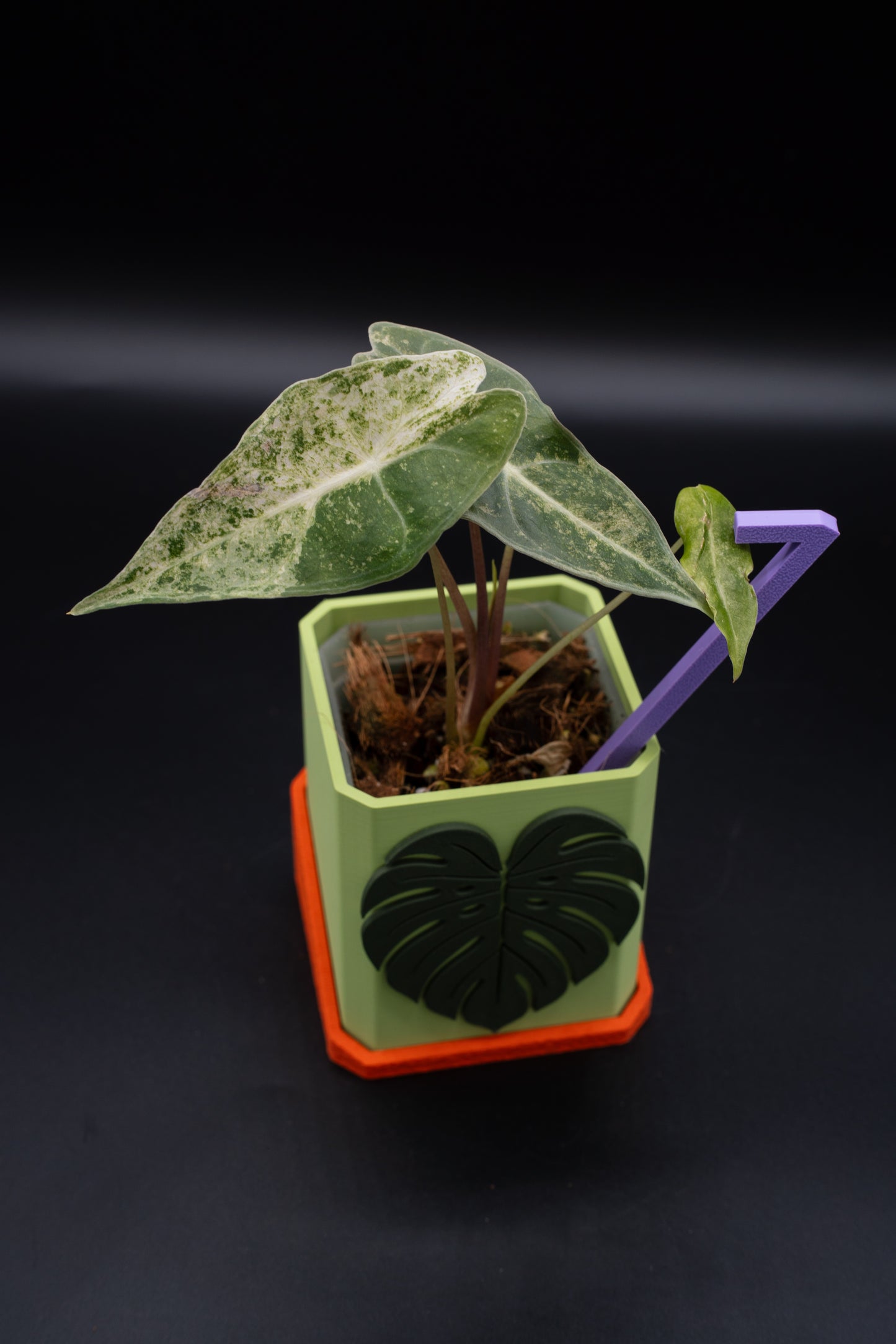Alocasia Black Satun Stardust Variegata #1