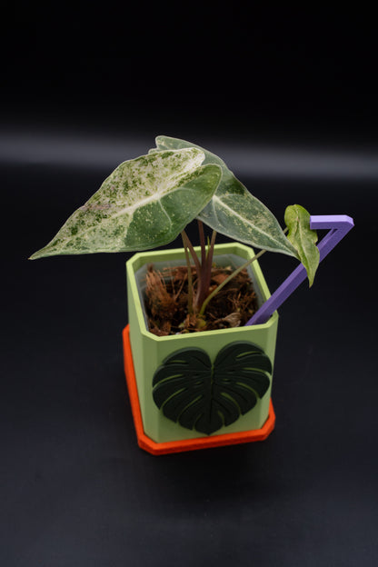Alocasia Black Satun Stardust Variegata #1