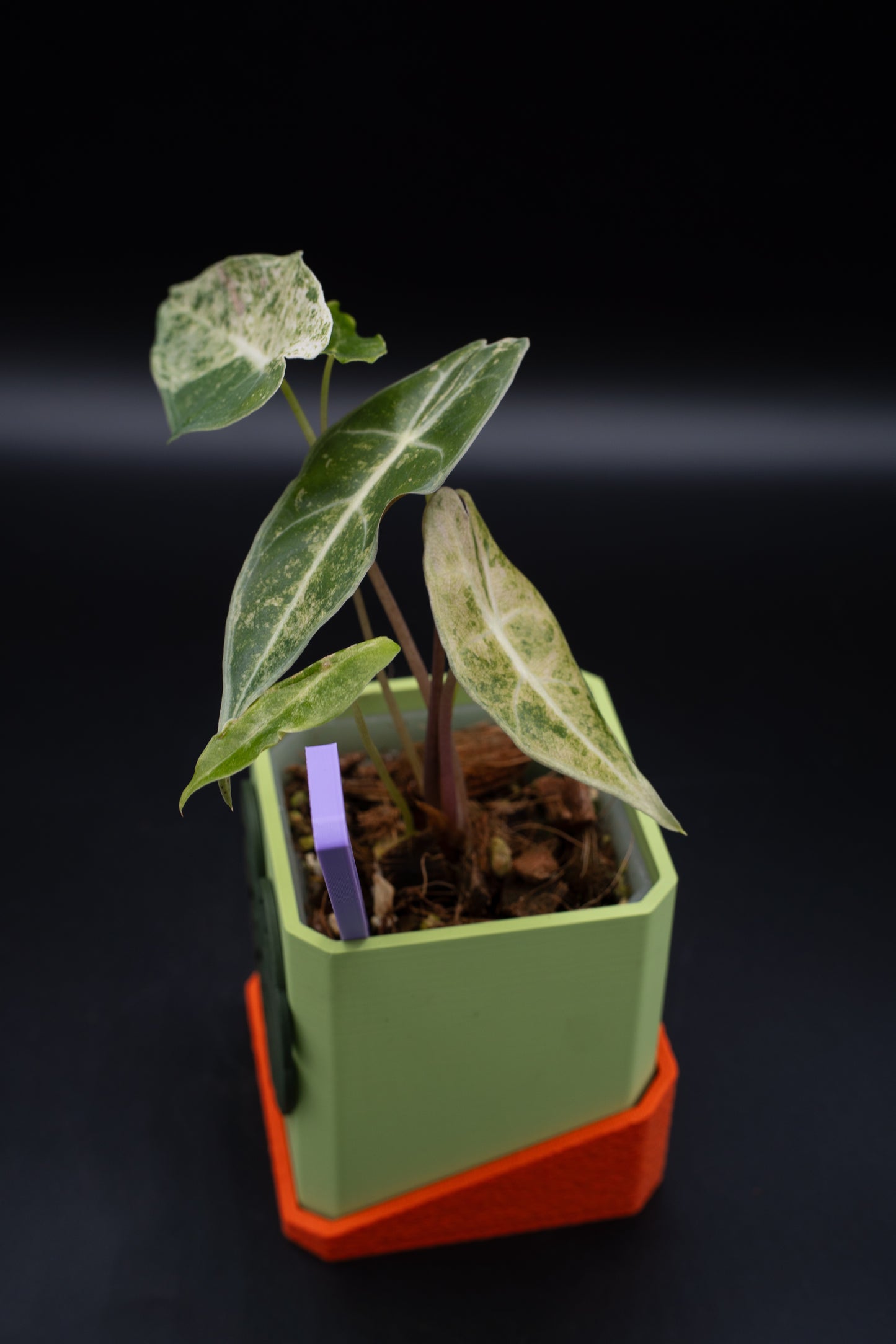 Alocasia Black Satun Stardust Variegata #1