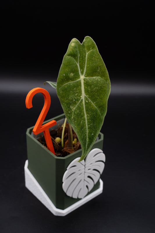 Alocasia Black Satun Stardust Variegata #2