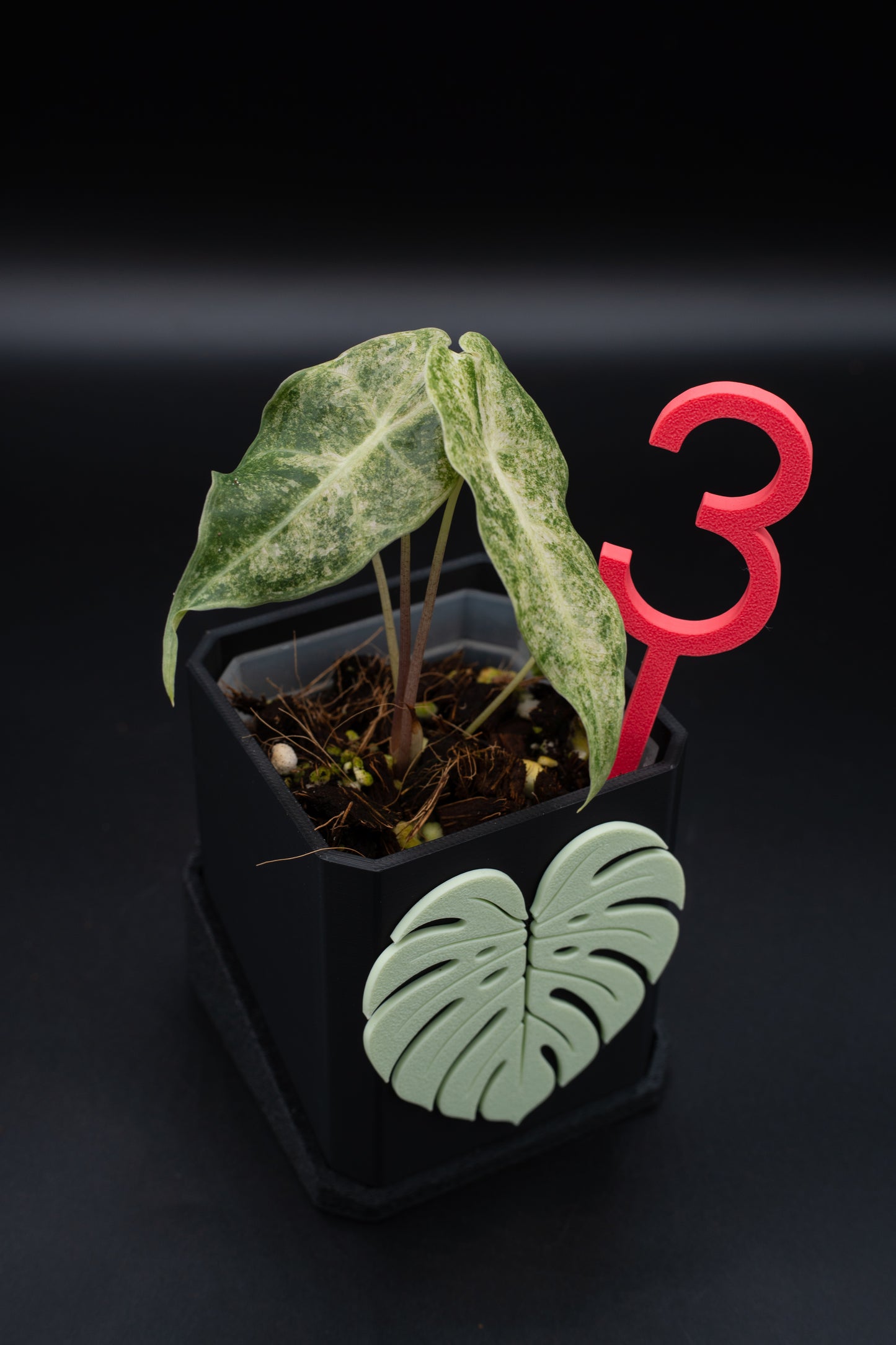 Alocasia Black Satun Stardust Variegata #3