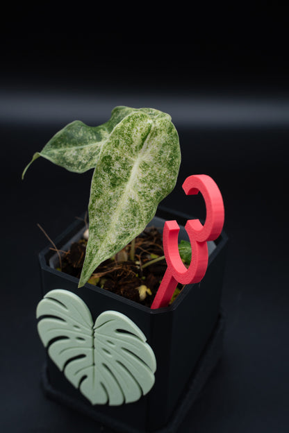 Alocasia Black Satun Stardust Variegata #3