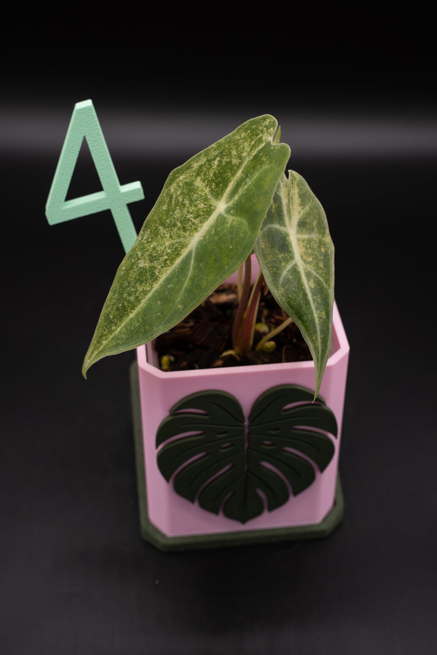 Alocasia Black Satun Stardust Variegata #4
