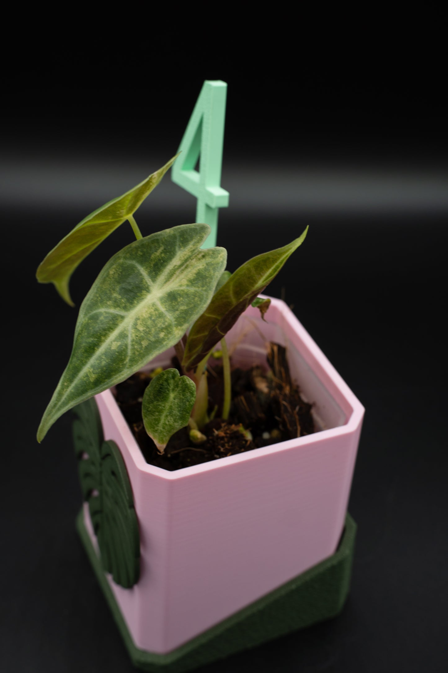 Alocasia Black Satun Stardust Variegata #4