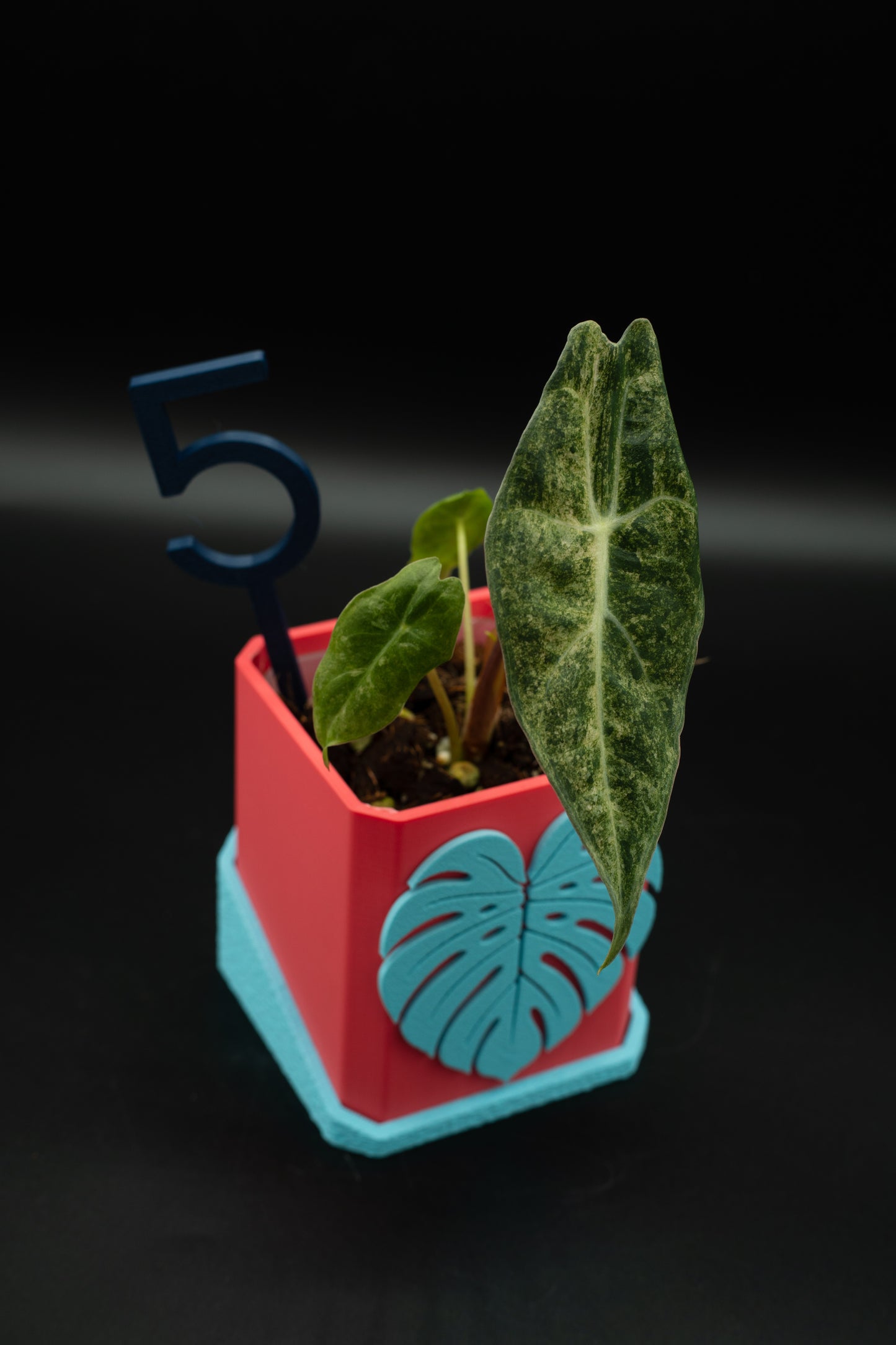 Alocasia Black Satun Stardust Variegata #5