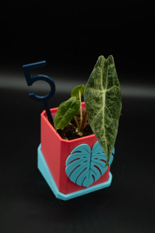 Alocasia Black Satun Stardust Variegata #5