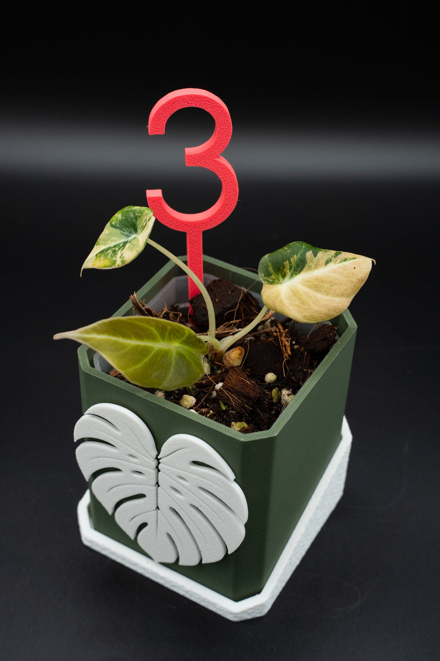 Alocasia Black Velvet Aurea Gold Variegata #3