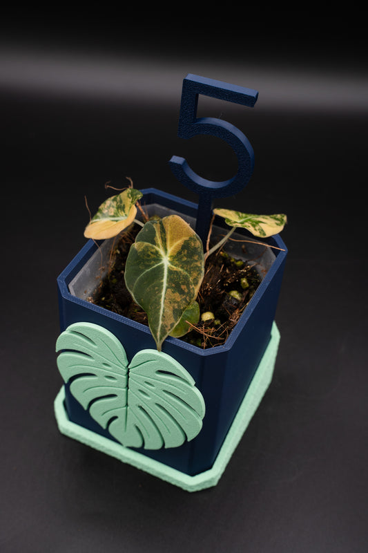 Alocasia Black Velvet Aurea Gold Variegata #5