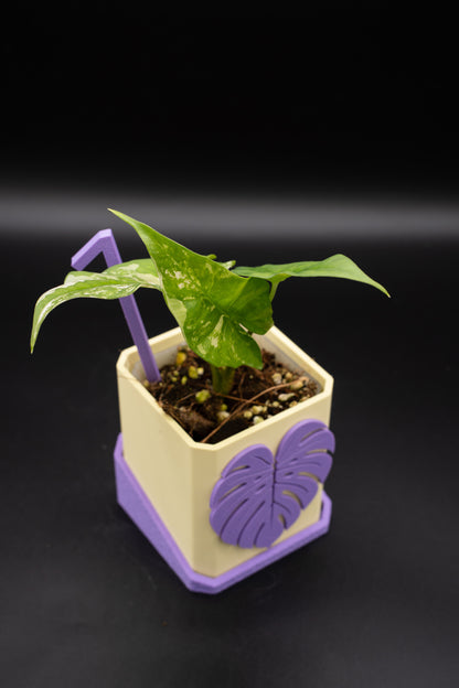 Alocasia Simpo Albo Variegata #1