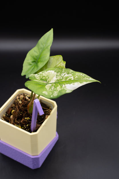 Alocasia Simpo Albo Variegata #1