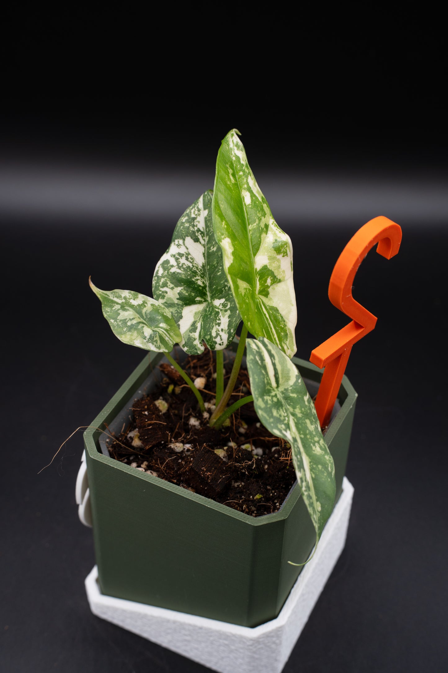 Alocasia Simpo Albo Variegata #2