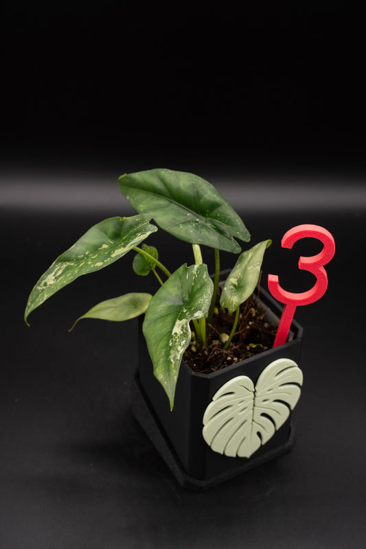 Alocasia Simpo Albo Variegata #3