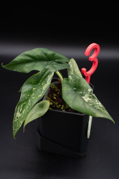 Alocasia Simpo Albo Variegata #3