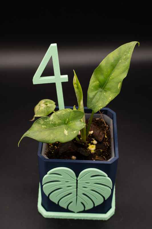 Alocasia Simpo Albo Variegata #4