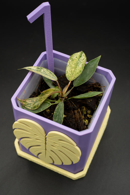 Philodendron Joepii Variegata #1