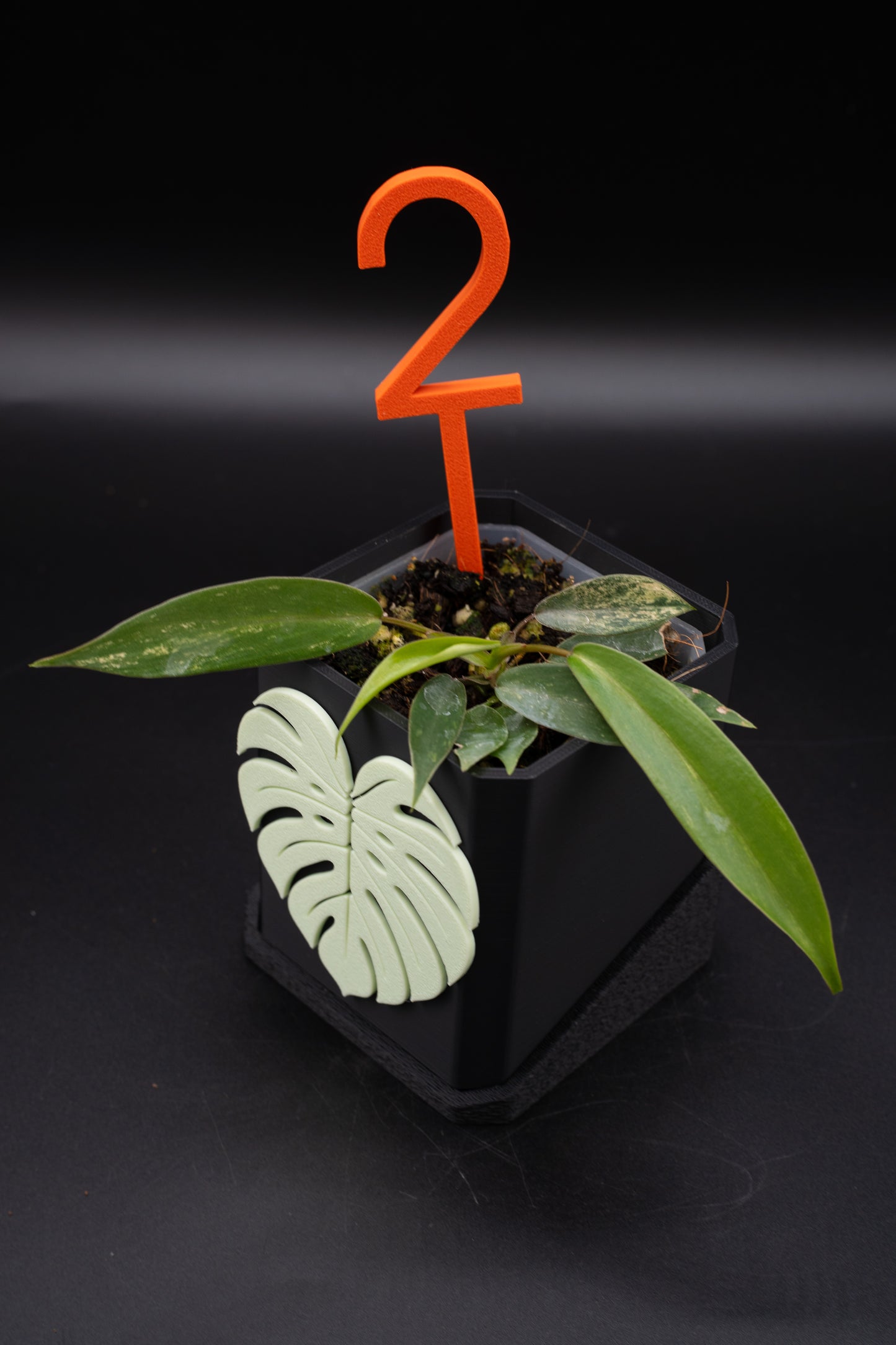 Philodendron Joepii Variegata #2