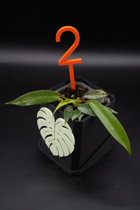 Philodendron Joepii Variegata #2