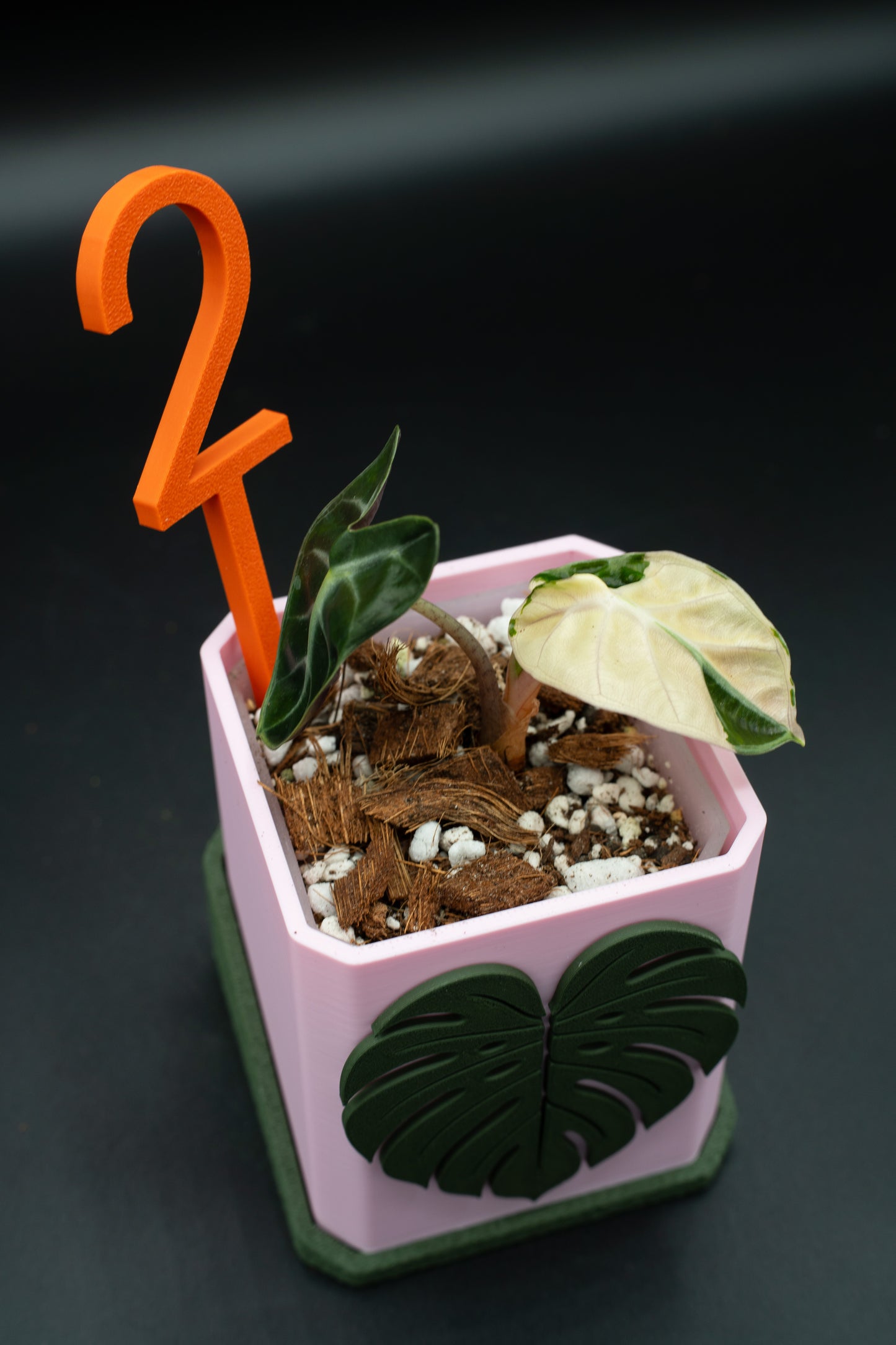 Alocasia Balloon Heart Pink #2