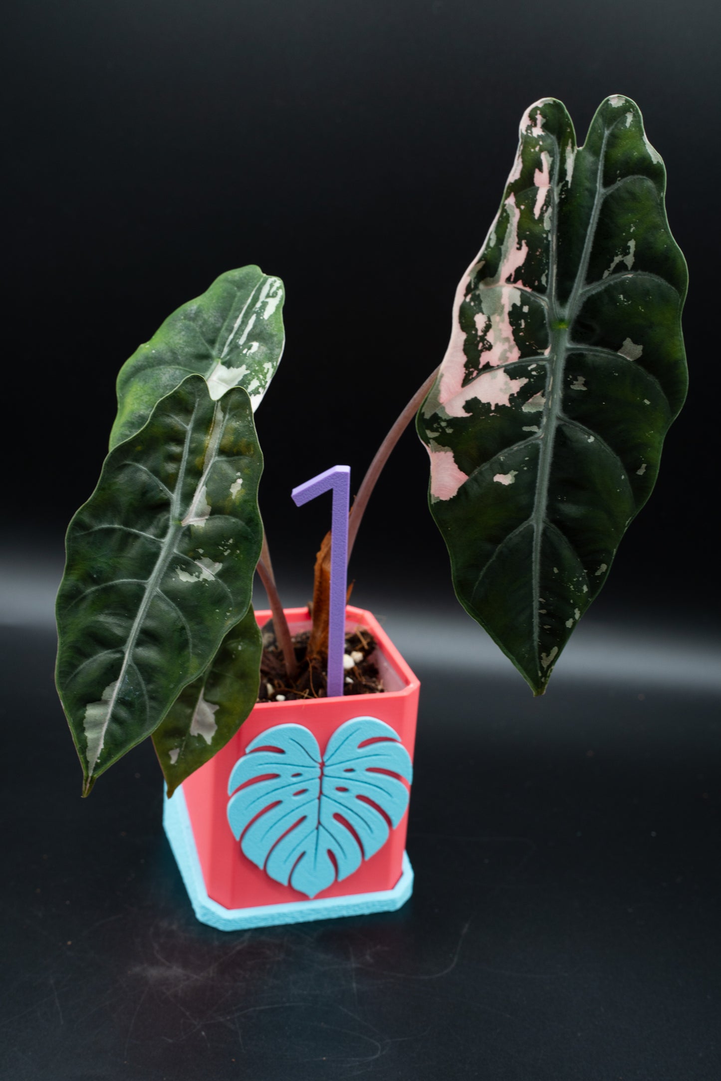 Alocasia Chantrieri Pink Variegata #1