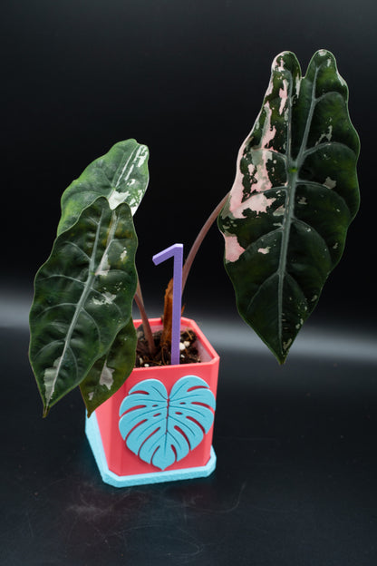 Alocasia Chantrieri Pink Variegata #1
