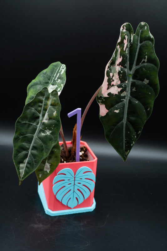 Alocasia Chantrieri Pink Variegata #1