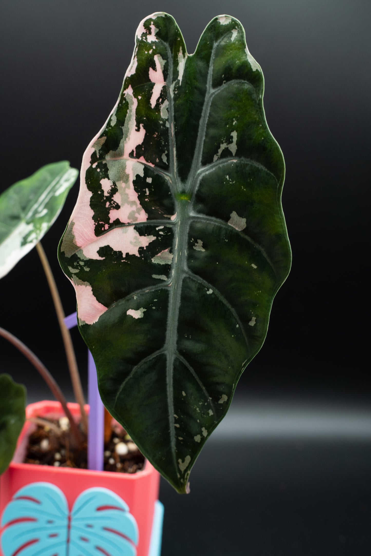 Alocasia Chantrieri Pink Variegata #1