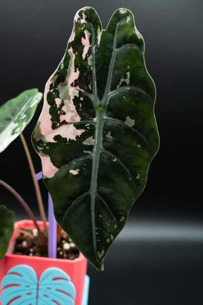 Alocasia Chantrieri Pink Variegata #1