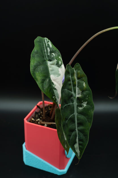 Alocasia Chantrieri Pink Variegata #1