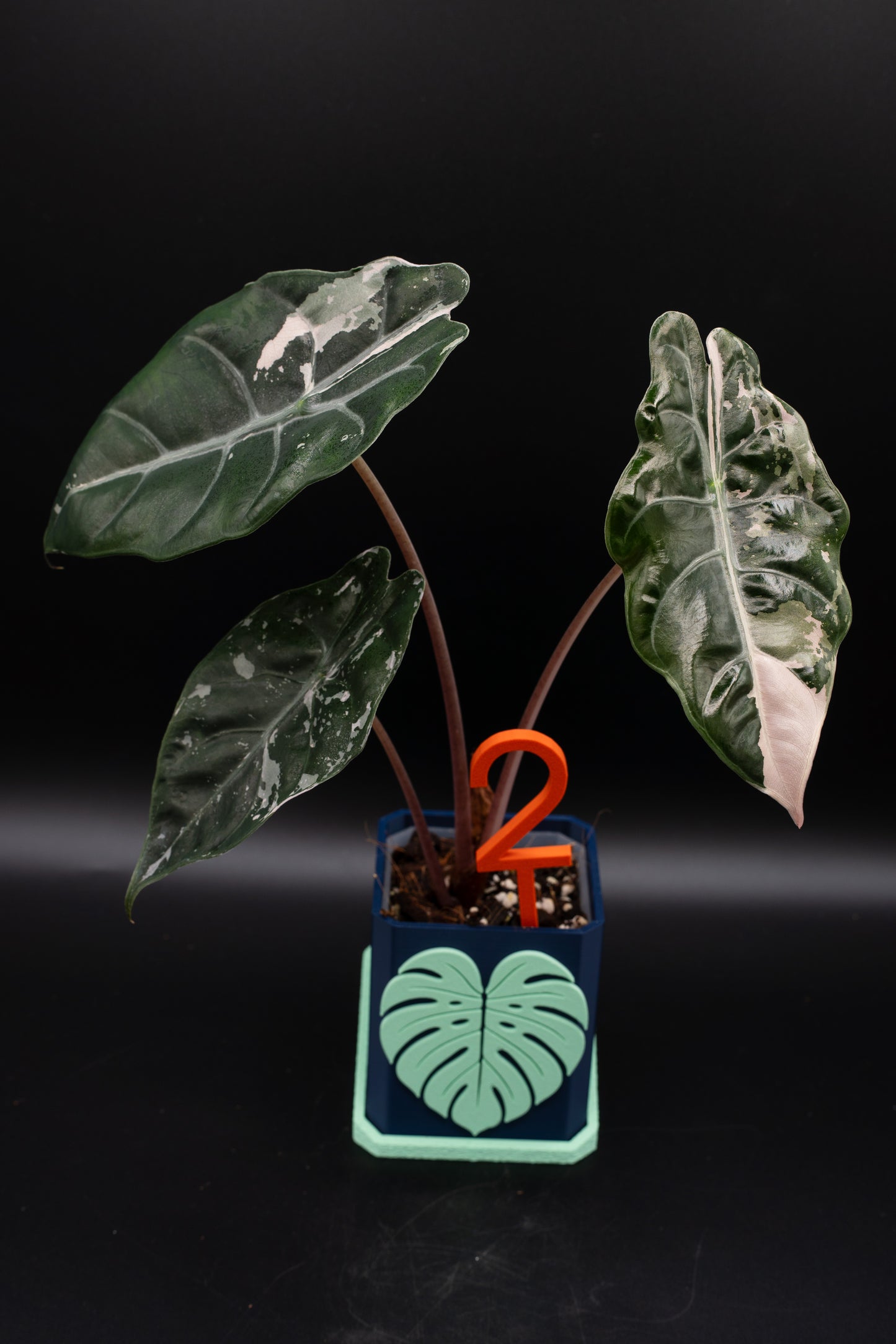 Alocasia Chantrieri Pink Variegata #2