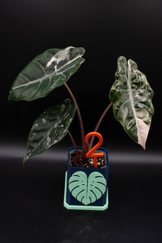 Alocasia Chantrieri Pink Variegata #2