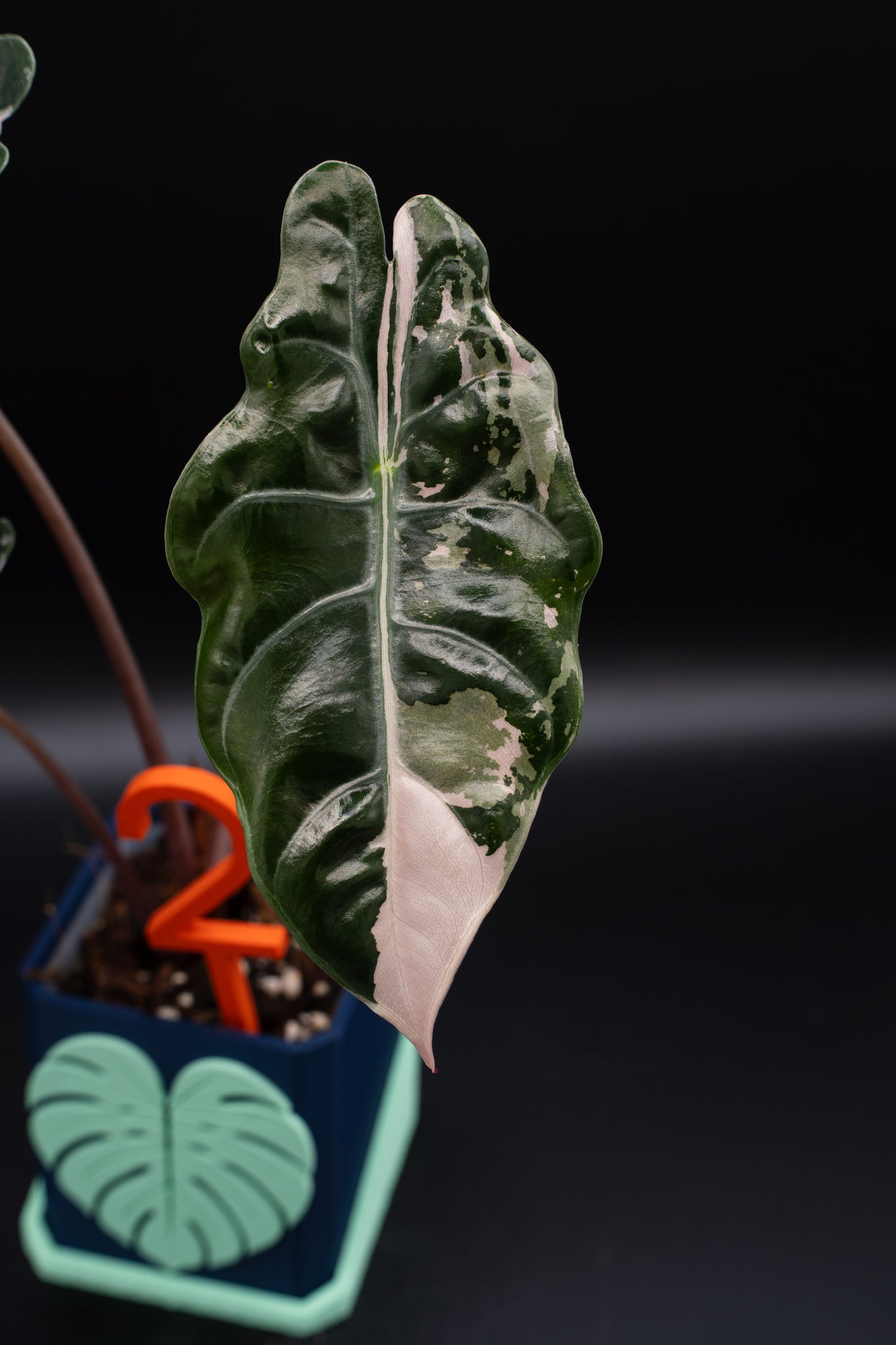 Alocasia Chantrieri Pink Variegata #2