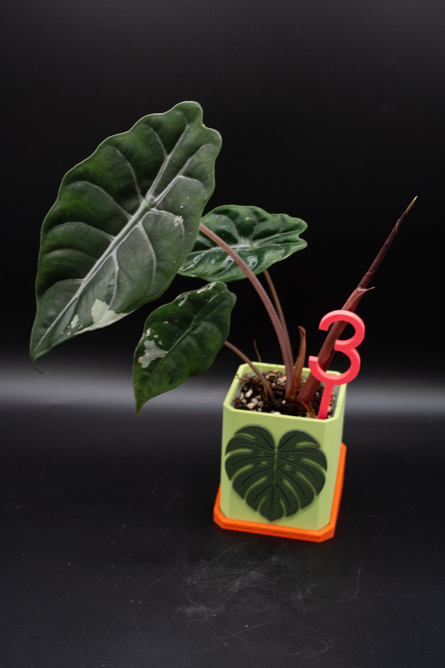 Alocasia Chantrieri Pink Variegata #3
