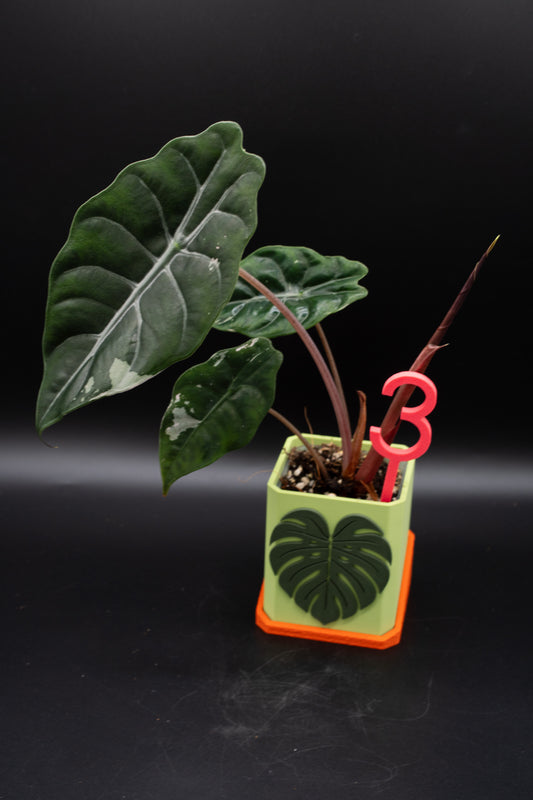 Alocasia Chantrieri Pink Variegata #3