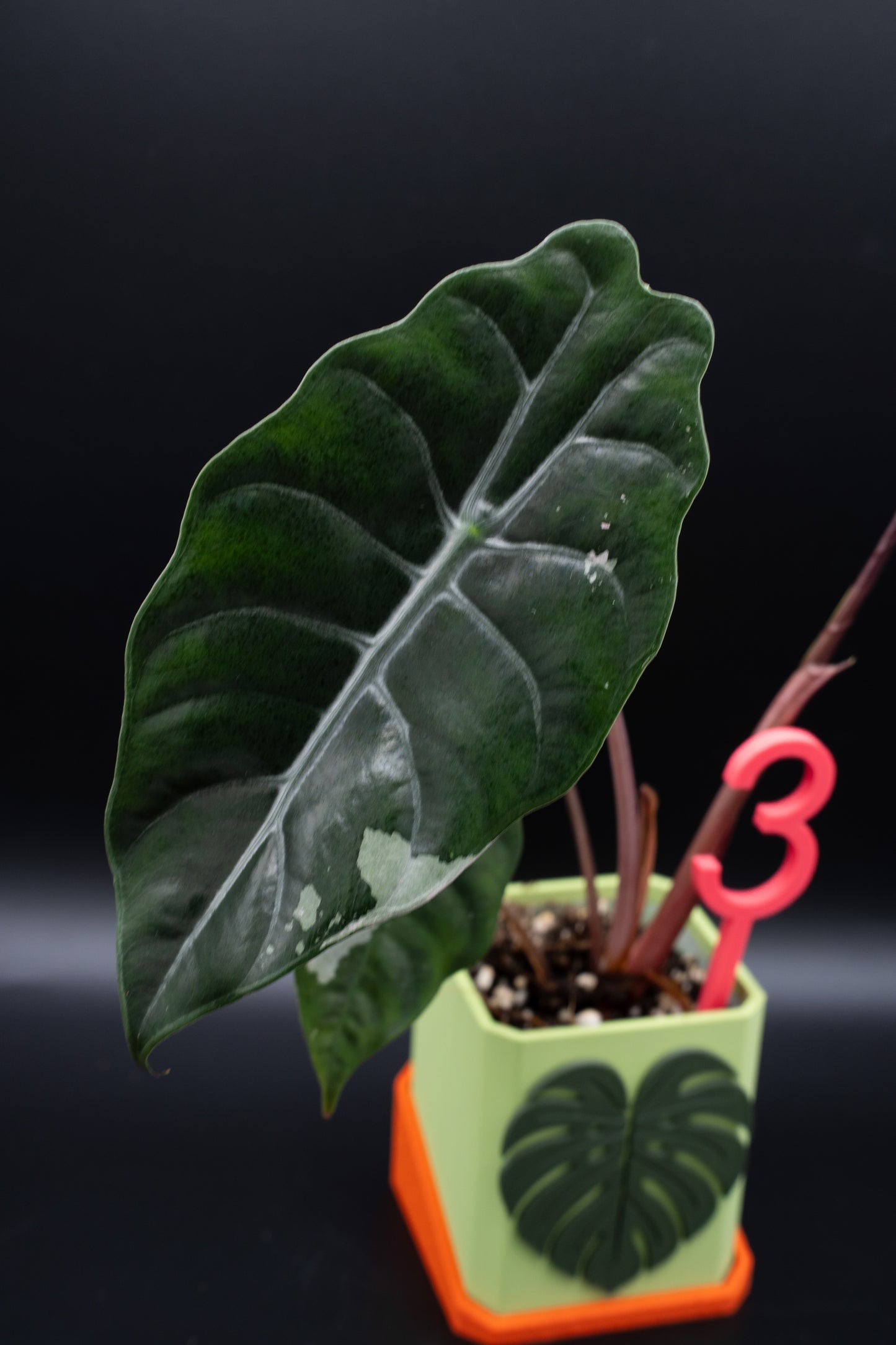 Alocasia Chantrieri Pink Variegata #3