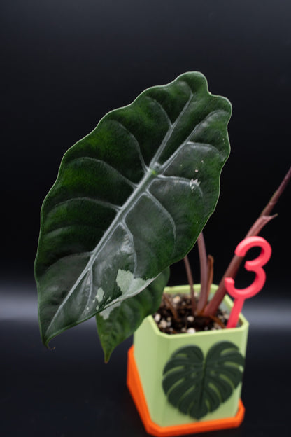 Alocasia Chantrieri Pink Variegata #3