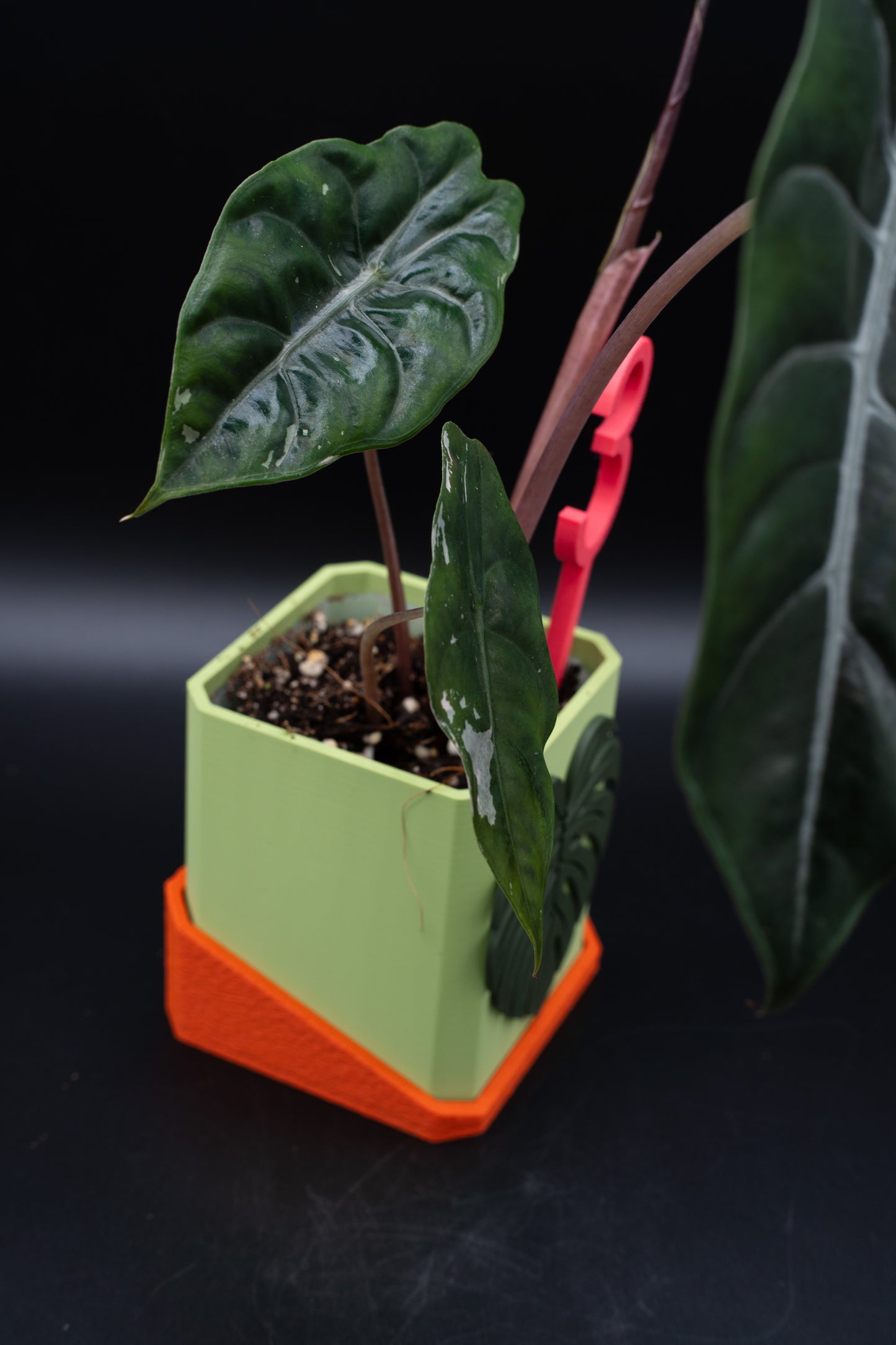 Alocasia Chantrieri Pink Variegata #3