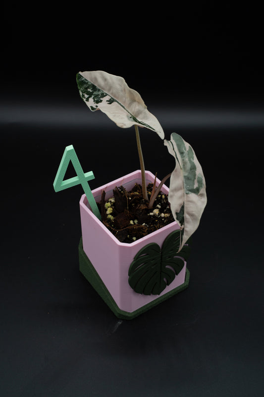 Alocasia Chantrieri Pink Variegata #4