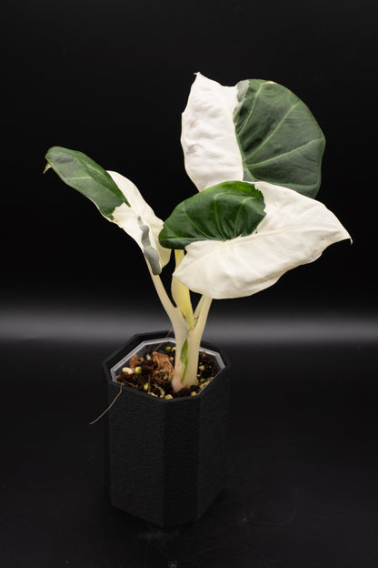 Alocasia Regal Shield Albo