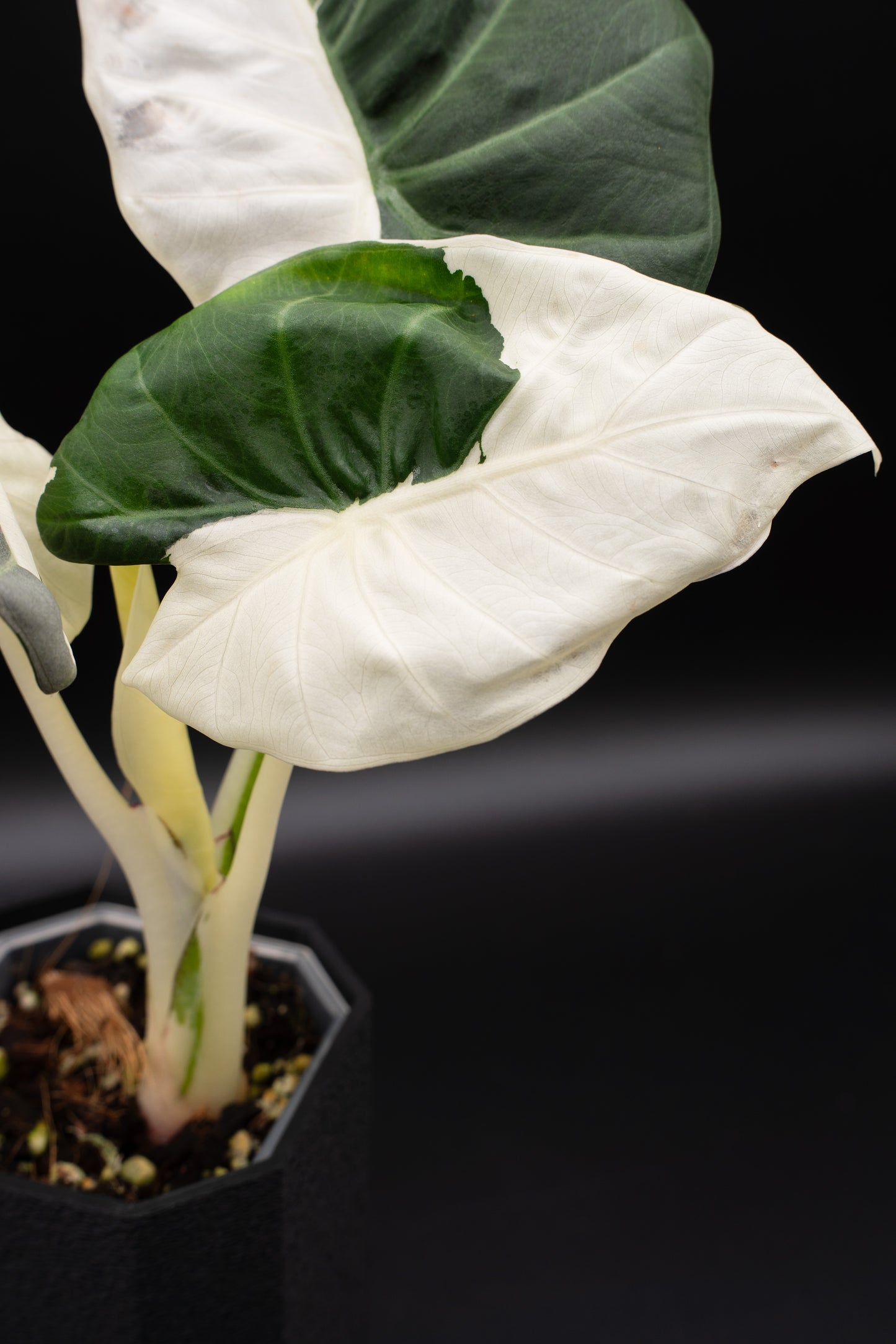 Alocasia Regal Shield Albo