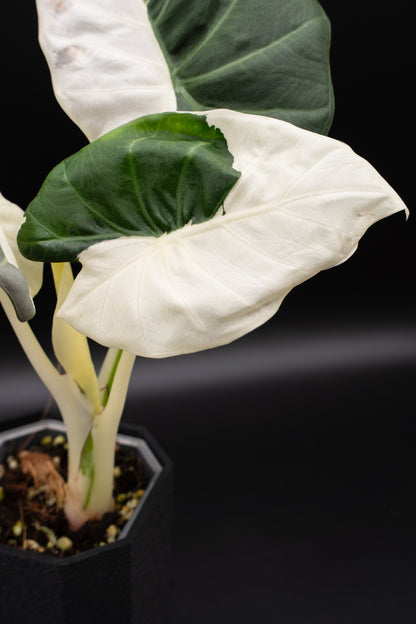 Alocasia Regal Shield Albo