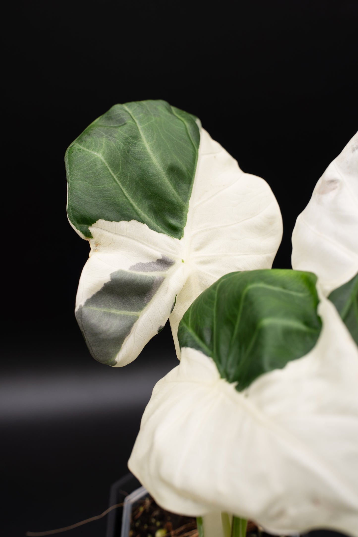 Alocasia Regal Shield Albo