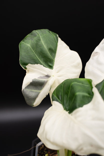 Alocasia Regal Shield Albo