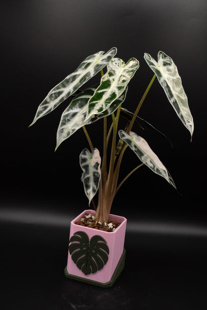 Alocasia Bambino Pink Variegata