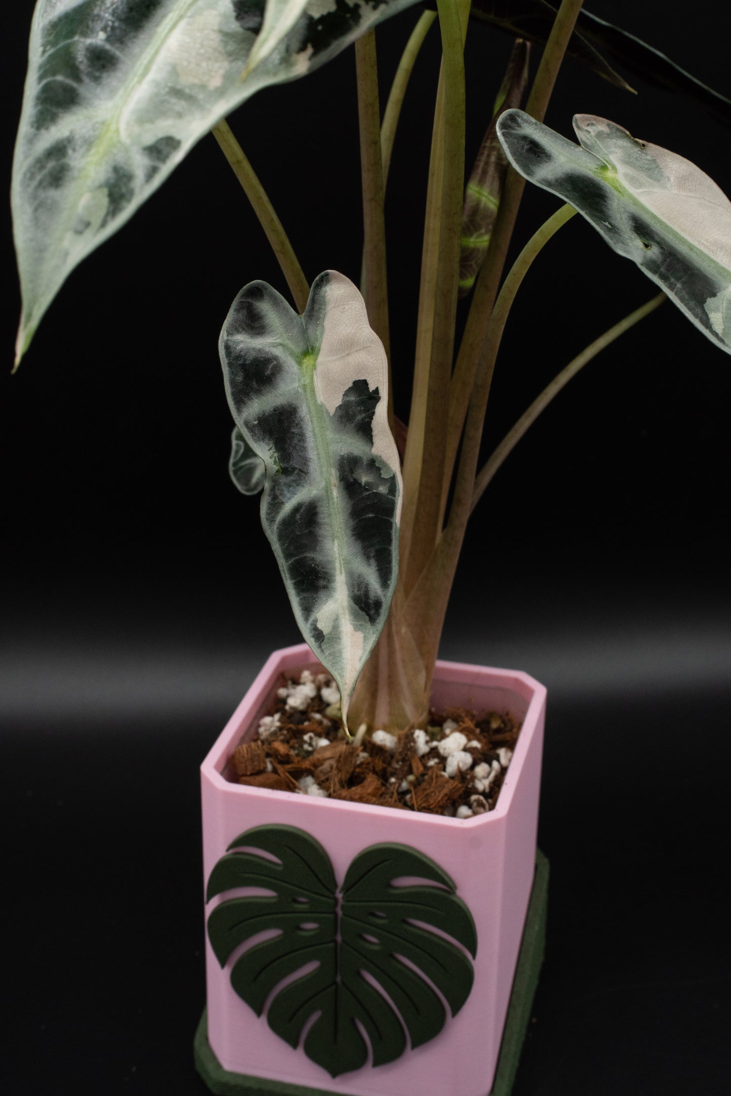 Alocasia Bambino Pink Variegata