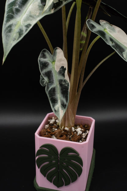 Alocasia Bambino Pink Variegata