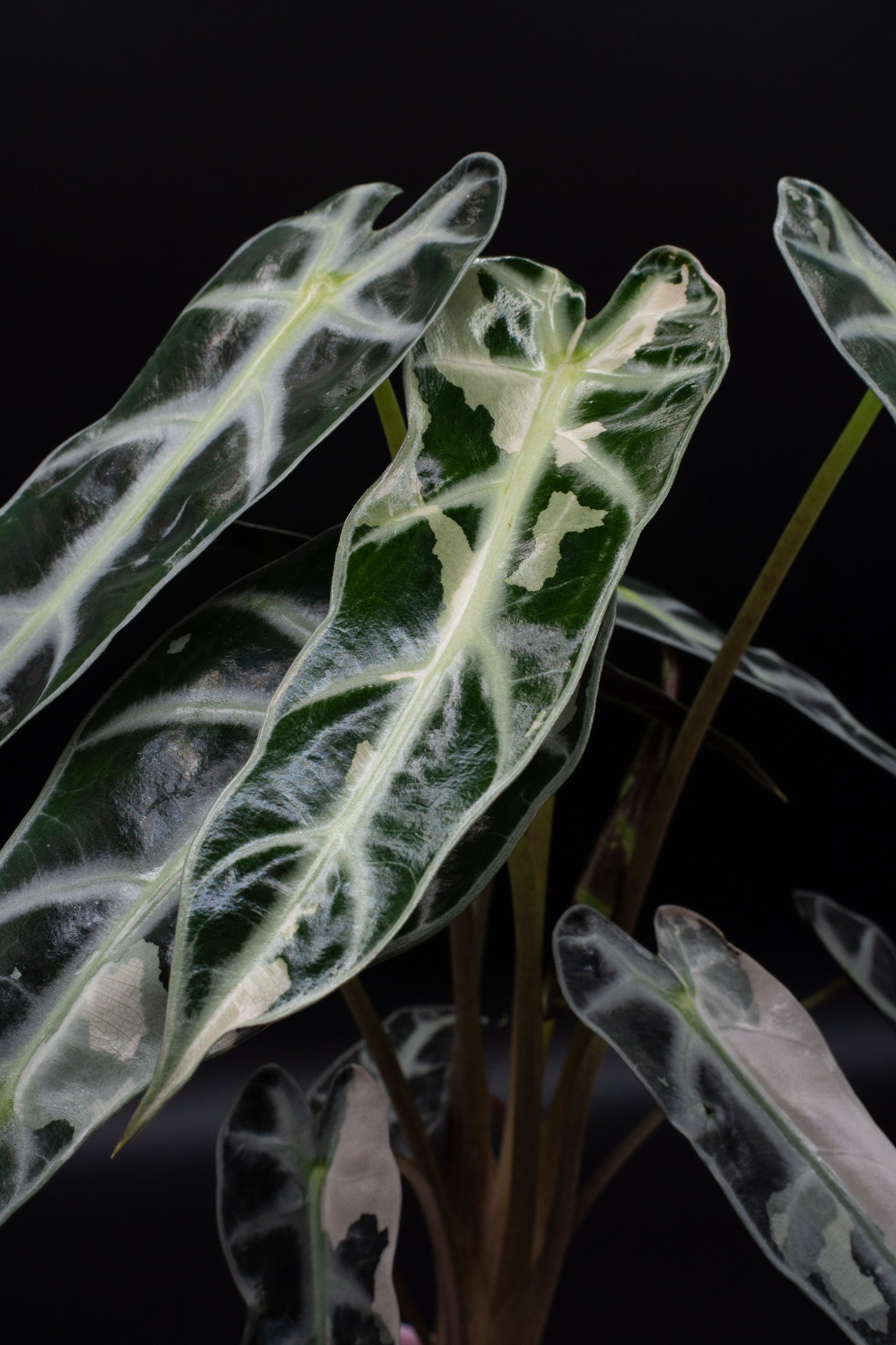 Alocasia Bambino Pink Variegata