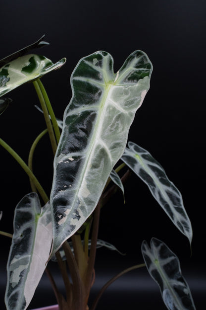 Alocasia Bambino Pink Variegata